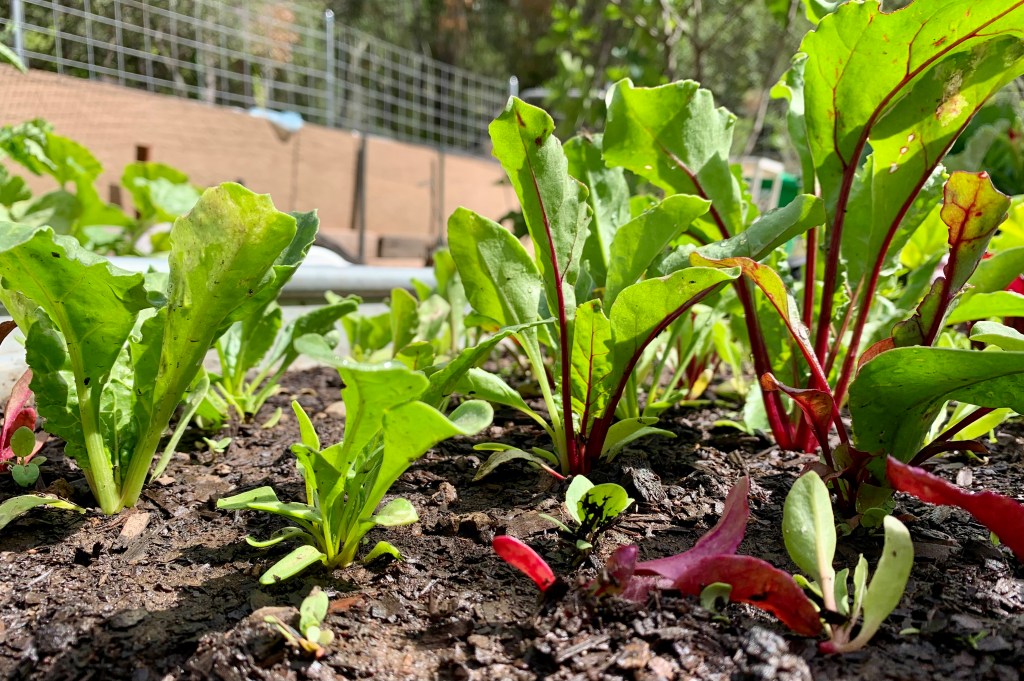 Cultivate a Connection to&nbsp;Food